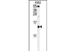 LSM4 Antibody (Center) (ABIN652017 and ABIN2840498) western blot analysis in K562 cell line lysates (35 μg/lane). (LSM4 抗体  (AA 47-74))