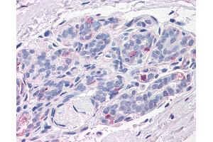 Anti-NPTN antibody IHC of human breast. (NPTN 抗体  (N-Term))