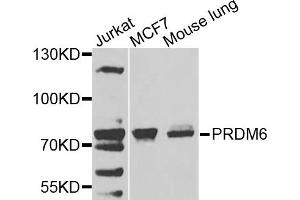 Western blot analysis of extracts of various cells, using PRDM6 antibody. (PRDM6 抗体)