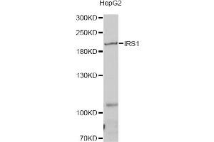 Western blot analysis of extracts of HepG2 cells, using IRS1 antibody (ABIN5970075) at 1/1000 dilution.