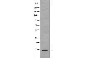 Western blot analysis of extracts from RAW264.