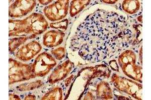 Immunohistochemistry of paraffin-embedded human kidney tissue using ABIN7159696 at dilution of 1:100