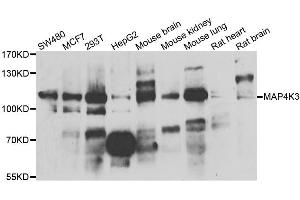 Western blot analysis of extracts of various cell lines, using MAP4K3 antibody. (MAP4K3 抗体)