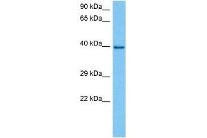 Host:  Mouse  Target Name:  JUNB  Sample Tissue:  Mouse Kidney  Antibody Dilution:  1ug/ml (C-JUN 抗体  (N-Term))