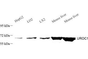 Western blot analysis of UROC1 (ABIN7076158) at dilution of 1: 1000 (UROC1 抗体)