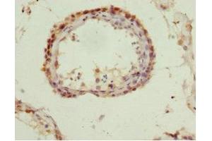 Immunohistochemistry of paraffin-embedded human testis tissue using ABIN7166001 at dilution of 1:100 (QKI 抗体  (AA 1-341))