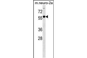 Western blot analysis in mouse Neuro-2a cell line lysates (35ug/lane). (B4GALNT1 抗体  (AA 296-323))