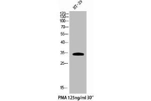 Western Blot analysis of HT29+PMA cells using Phospho-Cdk5 (Y15) Polyclonal Antibody (CDK5 抗体  (pTyr15))