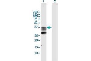 Western Blotting (WB) image for anti-Prostaglandin E Synthase 2 (PTGES2) (AA 1-377) antibody (ABIN529190)