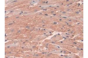 Detection of INSL5 in Mouse Heart Tissue using Polyclonal Antibody to Insulin Like Protein 5 (INSL5) (INSL5 抗体  (AA 23-135))