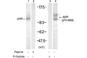 Image no. 1 for anti-Amyloid beta (A4) Precursor Protein (APP) (pThr668) antibody (ABIN196929) (APP 抗体  (pThr668))