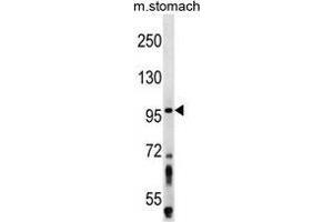 ZW10 Antibody (N-term) western blot analysis in mouse stomach tissue lysates (35 µg/lane). (ZW10 抗体  (N-Term))