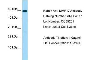 Western Blotting (WB) image for anti-Matrix Metallopeptidase 17 (Membrane-inserted) (MMP17) (C-Term) antibody (ABIN2789884) (MMP17 抗体  (C-Term))