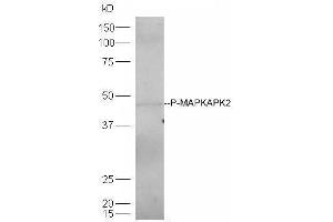 Lane 1: mouse heart lysates probed with Rabbit Anti-MAPKAPK2(Thr334) Polyclonal Antibody, Unconjugated  at 1:5000 for 90 min at 37˚C.