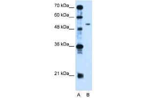 PSG1 antibody used at 2. (PSG1 抗体  (N-Term))