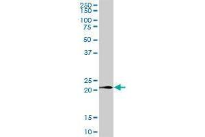 LY96 MaxPab polyclonal antibody. (LY96 抗体  (AA 19-160))
