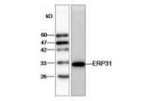 Image no. 1 for anti-Endoplasmic Reticulum Protein 29 (ERP29) (AA 33-261) antibody (ABIN791433) (ERP29 抗体  (AA 33-261))