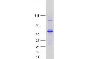 Western Blotting (WB) image for Testis Derived Transcript (3 LIM Domains) (TES) (Transcript Variant 1) protein (Myc-DYKDDDDK Tag) (ABIN2712380)