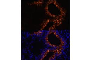 Immunofluorescence analysis of mouse lung cells using SCGB1 antibody (6997) at dilution of 1:100. (SCGB1A1 抗体  (AA 22-91))