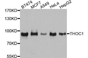 Western blot analysis of extracts of various cell lines, using THOC1 antibody. (THOC1 抗体)
