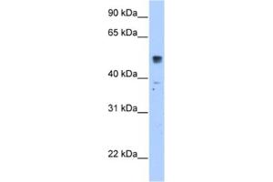 Western Blotting (WB) image for anti-Solute Carrier Family 35, Member F5 (SLC35F5) antibody (ABIN2462767) (SLC35F5 抗体)