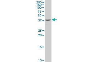 Western Blotting (WB) image for anti-Replication Factor C (Activator 1) 2, 40kDa (RFC2) (AA 245-353) antibody (ABIN562633)
