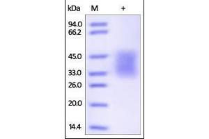 SDS-PAGE (SDS) image for Programmed Cell Death 1 (PDCD1) (AA 25-167) (Active) protein (His tag,AVI tag,Biotin) (ABIN2181593)