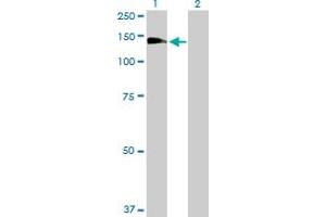Western Blot analysis of RALGDS expression in transfected 293T cell line by RALGDS MaxPab polyclonal antibody. (RALGDS 抗体  (AA 1-902))