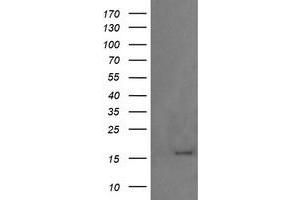 Image no. 2 for anti-Growth Arrest and DNA-Damage-Inducible, gamma (GADD45G) antibody (ABIN1497601) (GADD45G 抗体)