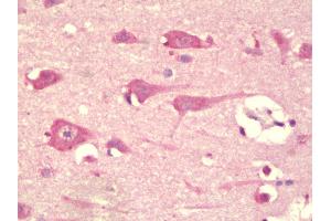 Anti-TMEM59L antibody IHC staining of human brain, cortex. (TMEM59L 抗体  (C-Term))