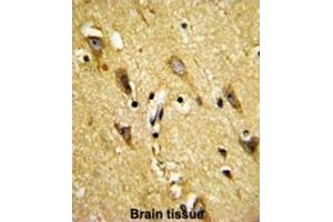 Immunohistochemistry (IHC) image for anti-Myelin Associated Oligodendrocyte Basic Protein (MOBP) antibody (ABIN3002875) (MOBP 抗体)