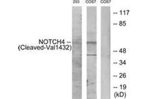 Western blot analysis of extracts from 293/COS7 cells, treated with etoposide 25uM 1h, using NOTCH4 (Cleaved-Val1432) Antibody. (NOTCH4 抗体  (Cleaved-Val1432))
