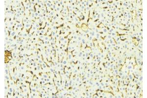ABIN6268680 at 1/100 staining Mouse liver tissue by IHC-P. (alpha Fetoprotein 抗体  (C-Term))