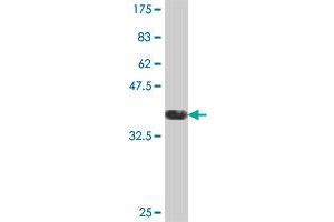 Western Blotting (WB) image for anti-ArfGAP with SH3 Domain, Ankyrin Repeat and PH Domain 2 (ASAP2) (AA 909-1006) antibody (ABIN563842)