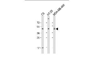 All lanes : Anti-GSK3BAntibody at 1:2000 dilution Lane 1: C6 whole cell lysate Lane 2: HT-29 whole cell lysate Lane 3: MDA-MB-468 whole cell lysate Lysates/proteins at 20 μg per lane. (GSK3 beta 抗体  (AA 2-33))
