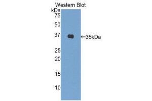 Western Blotting (WB) image for anti-Insulin (INS) (AA 88-108) antibody (ABIN1859457)