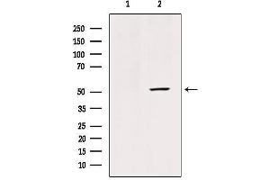 Western blot analysis of extracts from mouse brain tissue, using GLUT3 Antibody.