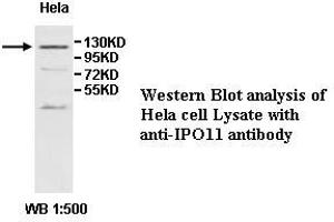Image no. 1 for anti-Importin 11 (IPO11) antibody (ABIN1577291) (Importin 11 抗体)