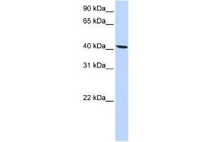 SLC22A18 antibody used at 1 ug/ml to detect target protein. (ORCTL-2/SLC22A18 抗体  (N-Term))