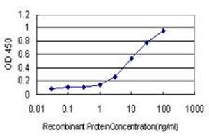 Detection limit for recombinant GST tagged CLU is approximately 0. (Clusterin 抗体  (AA 402-501))
