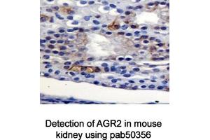 Image no. 2 for anti-Anterior Gradient Homolog 2 (Xenopus Laevis) (AGR2) (AA 1-50), (N-Term) antibody (ABIN363665) (AGR2 抗体  (N-Term))