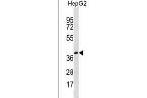 Western Blotting (WB) image for anti-Olfactory Receptor, Family 4, Subfamily X, Member 1 (OR4X1) (AA 66-94), (N-Term) antibody (ABIN1539528)