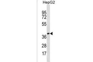 OR4X1 Antibody (N-term) (ABIN1539528 and ABIN2850051) western blot analysis in HepG2 cell line lysates (35 μg/lane). (OR4X1 抗体  (N-Term))