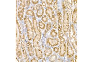 Immunohistochemistry of paraffin-embedded Mouse kidney using GM130 antibody (ABIN6129789, ABIN6141264, ABIN6141265 and ABIN6220979) at dilution of 1:25 (40x lens). (Golgin A2 (GOLGA2) (AA 20-300) 抗体)
