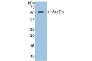Detection of Recombinant SPON2, Human using Polyclonal Antibody to Spondin 2 (SPON2) (SPON2 抗体  (AA 119-331))