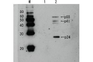 Western Blotting (WB) image for anti-Human Immunodeficiency Virus 1 Capsid (HIV-1 p24) antibody (Biotin) (ABIN2452028) (HIV-1 p24 抗体  (Biotin))