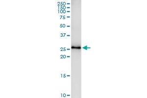 Immunoprecipitation of TSSK3 transfected lysate using anti-TSSK3 MaxPab rabbit polyclonal antibody and Protein A Magnetic Bead , and immunoblotted with TSSK3 MaxPab mouse polyclonal antibody (B01) . (TSSK3 抗体  (AA 1-268))