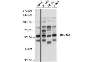 Western blot analysis of extracts of various cell lines, using BTN3 antibody (0288) at 1:1000 dilution. (BTN3A1 抗体  (AA 40-250))