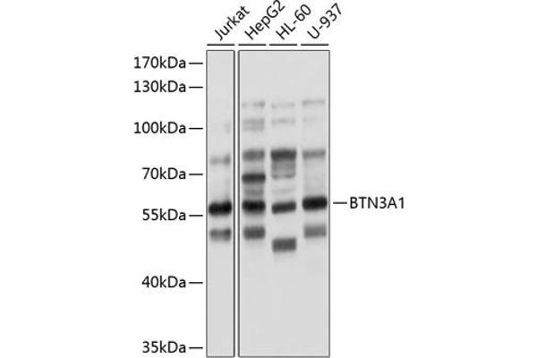 BTN3A1 抗体  (AA 40-250)