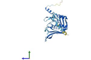 AlphaFold protein structure predicition of Human Recombinant RPF2 Protein, UniprotID Q9H7B2 (RPF2 Protein (AA 1-306) (His tag))